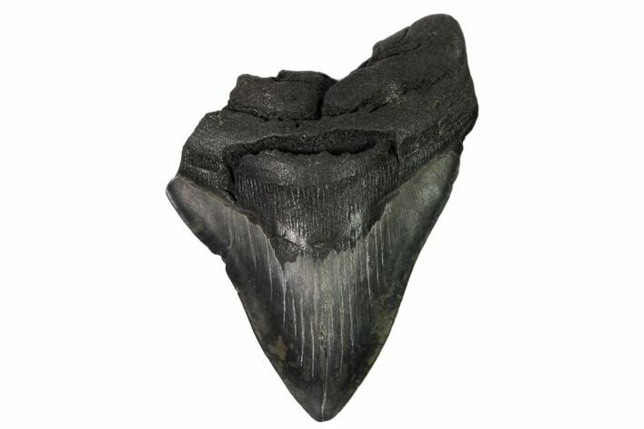 Partial Fossil Megalodon Tooth - South Carolina #148717